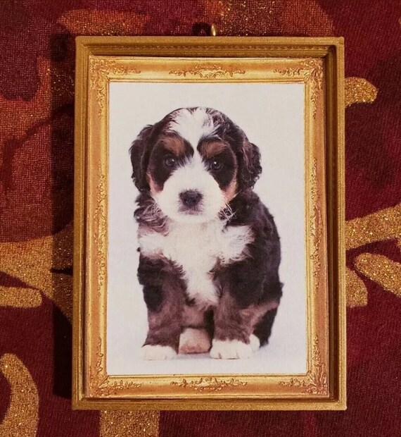 Bernadoodle Puppy Bernese Mountain Dog Poodle Christmas Etsy