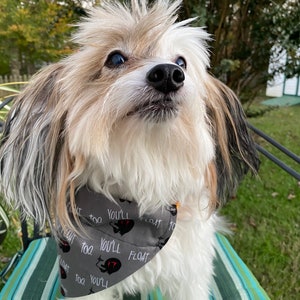 May include: A small, white dog with brown and black markings wearing a gray bandana with the text "You'll Float Too" repeated on it. The bandana has a red and black graphic of a clown face.