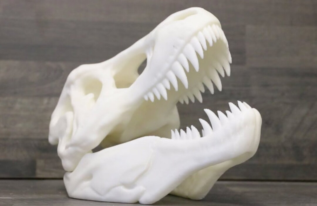 3D Printed T-rex Skull - Etsy