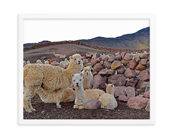 Cute alpaca Arequipa Peru travel poster Colca Valley alpaca lover gift Peru art