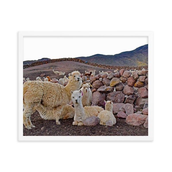 Alpaca lover gift photo framed Peru art cute alpaca Arequipa Peru travel poster Colca Valley