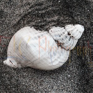May include: A white seashell with a rough texture, lying on a bed of black sand.