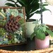 Mini Vertical Moss Garden in Vintage Wooden Frame