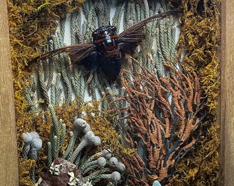 Cryptotympana Aquila Cicada in Shadow Box Frame