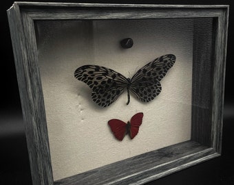 Idea Lynceus (Tree-Nymph) Butterfly, Cymothoe Sangaris (Red Glider) Butterfly, and Garnet in Shadow Box Display