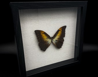 Morpho Telemachus in Black Shadow Box Frame