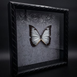 Morpho theseus - Etsy 日本