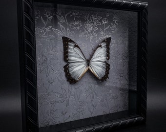 Morpho Theseus Juturna (RARE) in Shadow Box Frame with Metallic, Floral Paper Backing