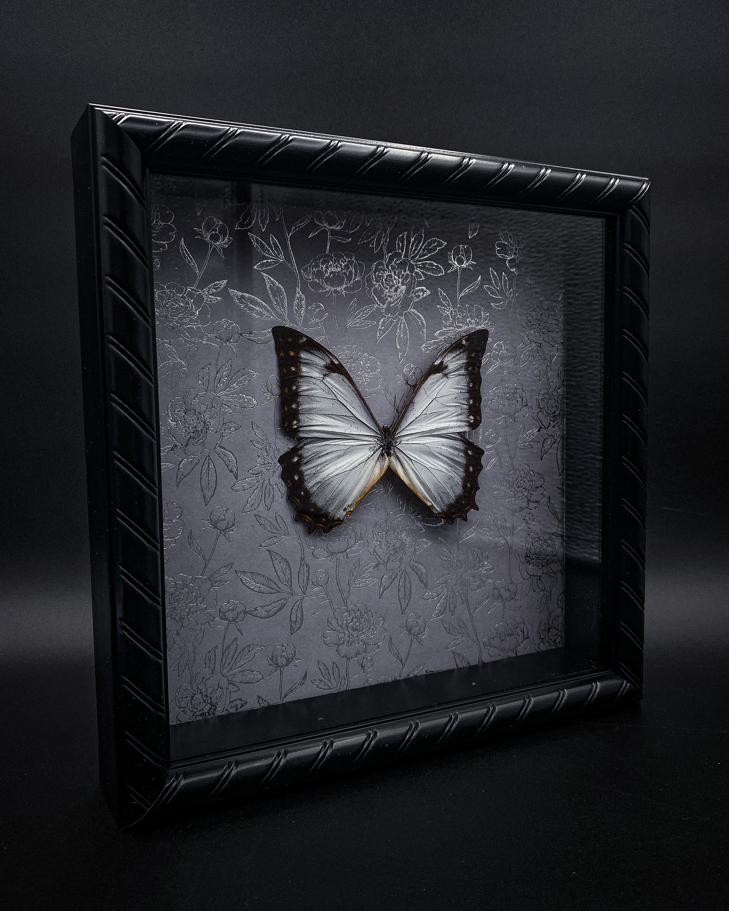 Morpho theseus - Etsy 日本