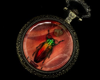 Tri-Color Wood Boring Beetle (Belionota Sumptuousa) and Epidote in Antique Pocket Watch Display