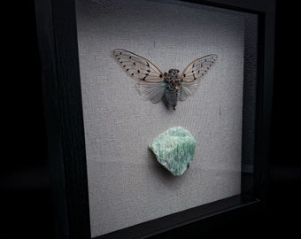 Ghost Cicada (Ayuthia Spectabile) and Raw Amazonite in Shadow Box Frame