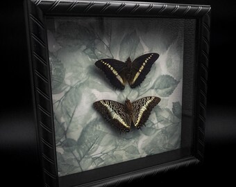 Dorsal and Ventral Charaxes Brutus (White Barred Emperor) Butterflies with Layered Paper Backing in Shadow Box Frame