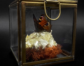 Aglais io (Peacock Butterfly), Rough Mica, and Moss in Glass Display Case