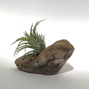 Air Plant on Driftwood-Centerpieces- -Nature lovers gift-Nautical wedding and events-Mothers day-Ocean style-Spa salon-Simple natural-her