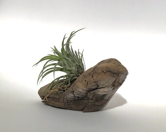 Air Plant on Driftwood-Centerpieces- -Nature lovers gift-Nautical wedding and events-Mothers day-Ocean style-Spa salon-Simple natural-her