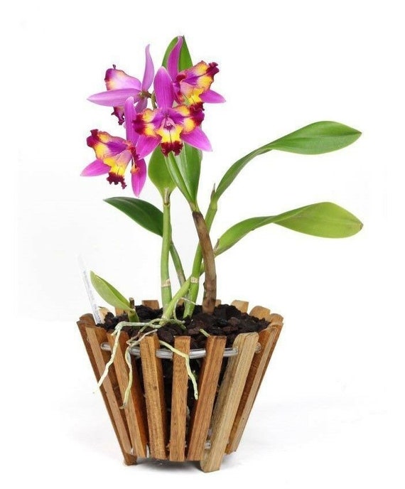Round Orchid Basket 6in 8in 10in 12in 14in Plant Not Etsy