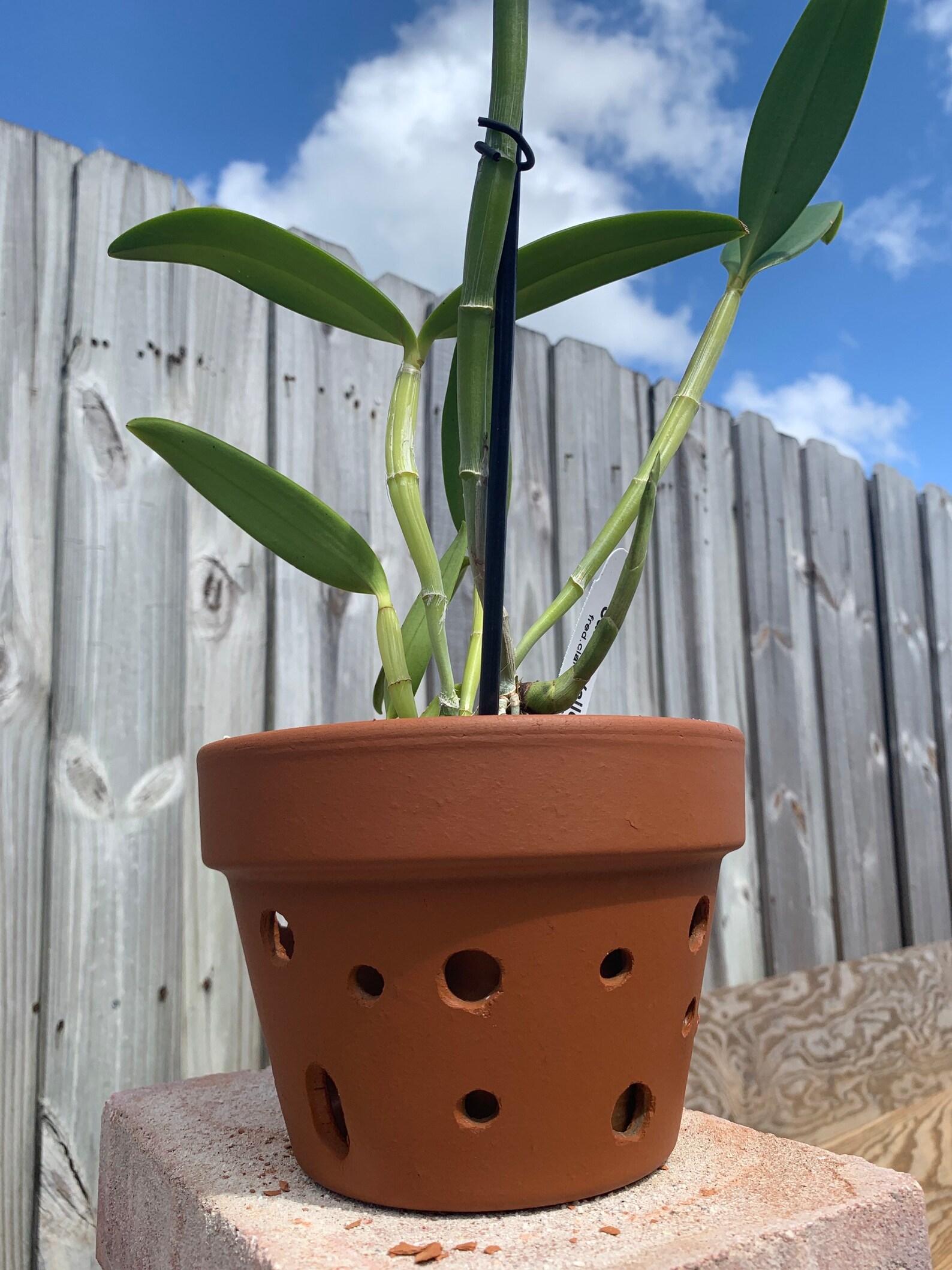 6in Orchid Pot with Holes hand finished Etsy