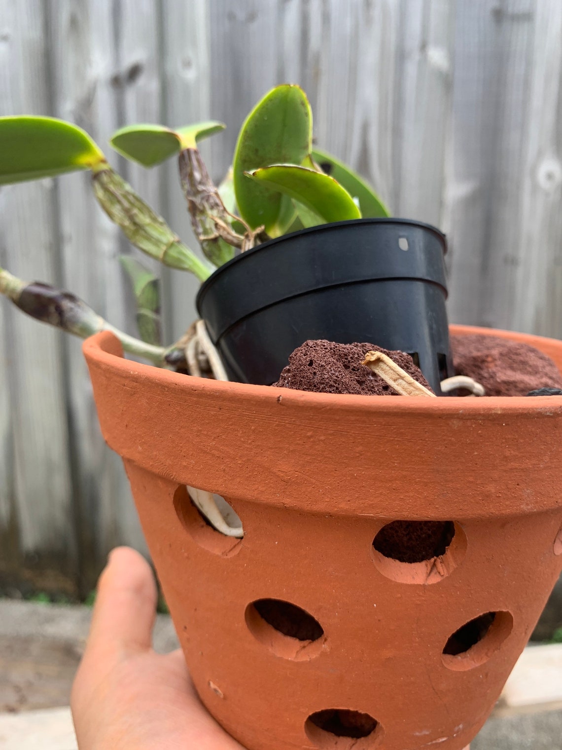 5 Clay Orchid Pot with Holes Etsy