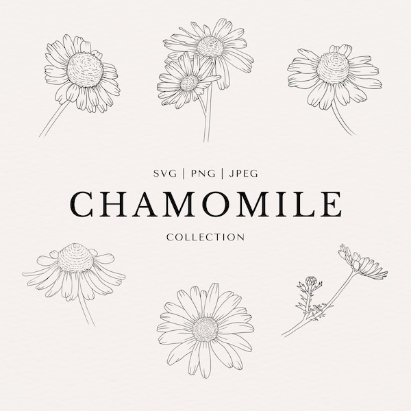 Chamomile Clip Art Set | Minimal Abstract Line Art | Fine Line | SVG | PNG | JPEG