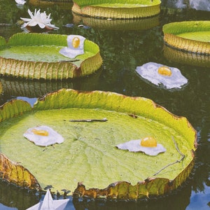 Lilly Pads and Eggs | St Louis | tower Grove | Water | Plant | Egg