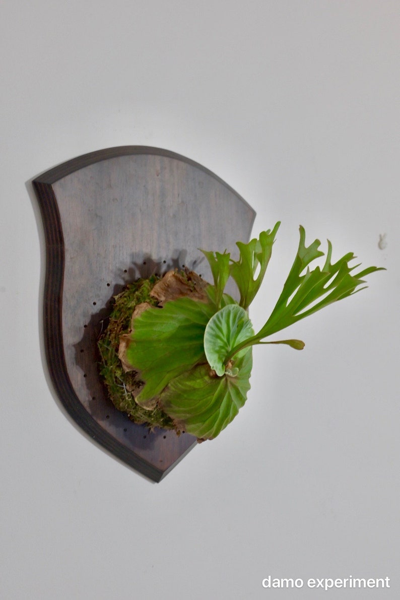 Staghorn fern board mount kit Etsy