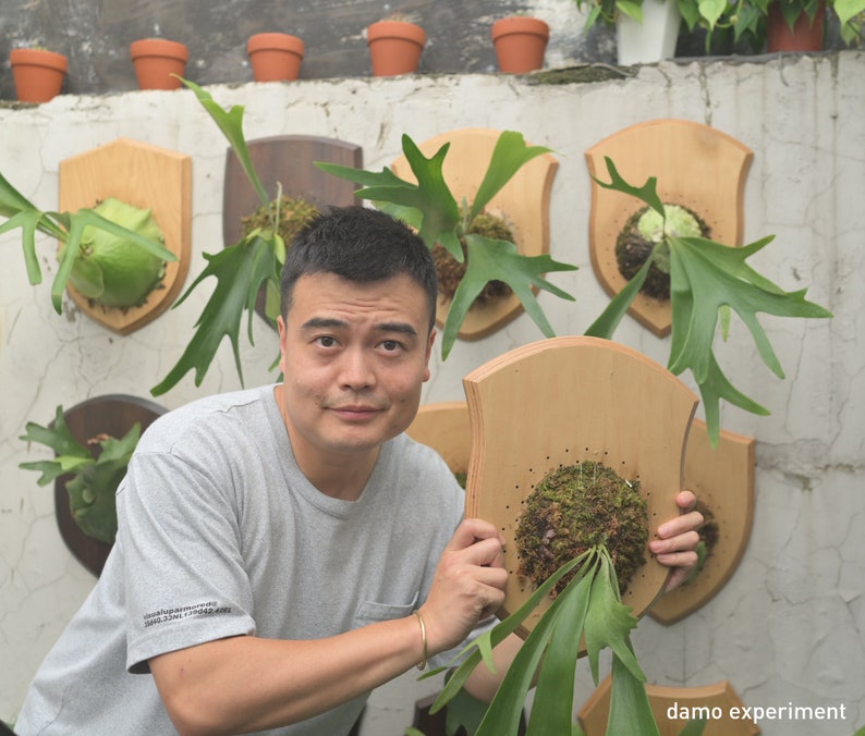 Staghorn fern board mount kit Etsy