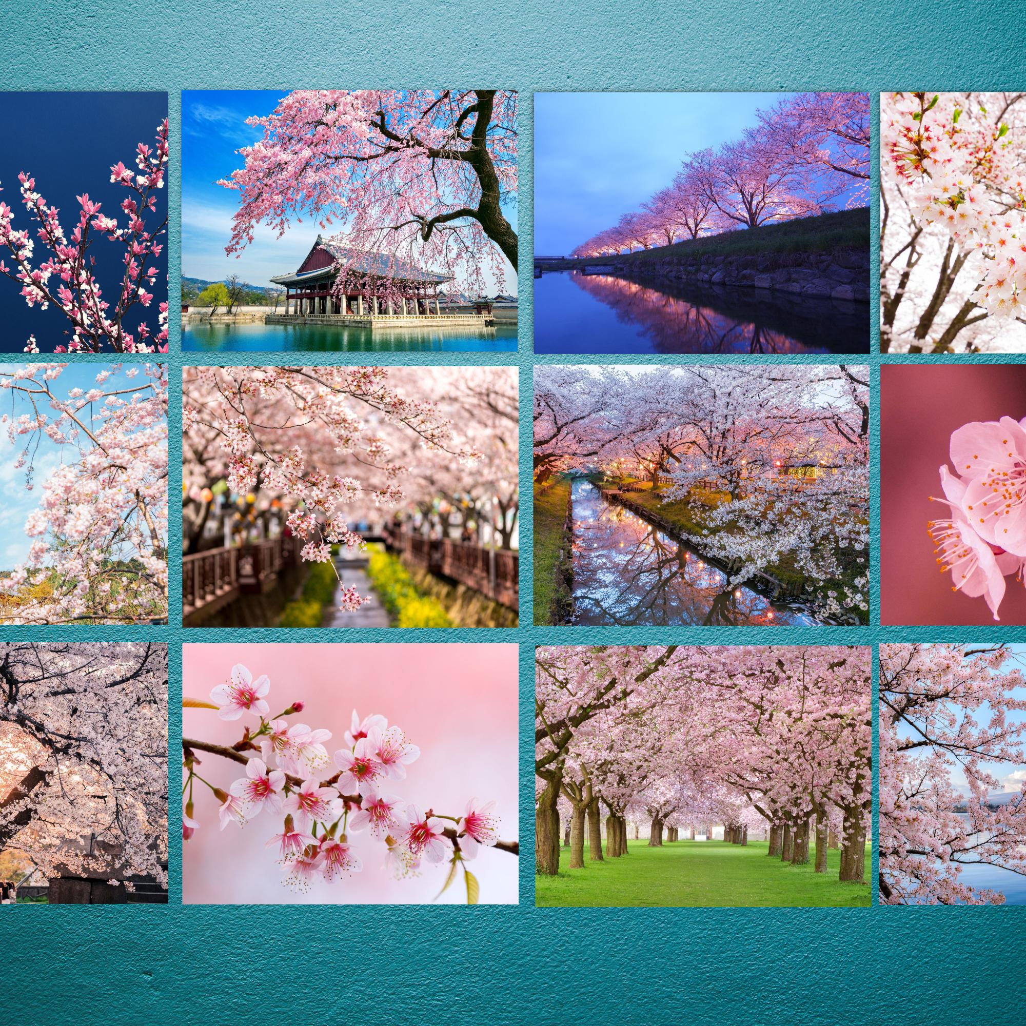 SAKURA 2026 桜の木デザイン SAKURA 2026 桜の木デザイン - メルカリ