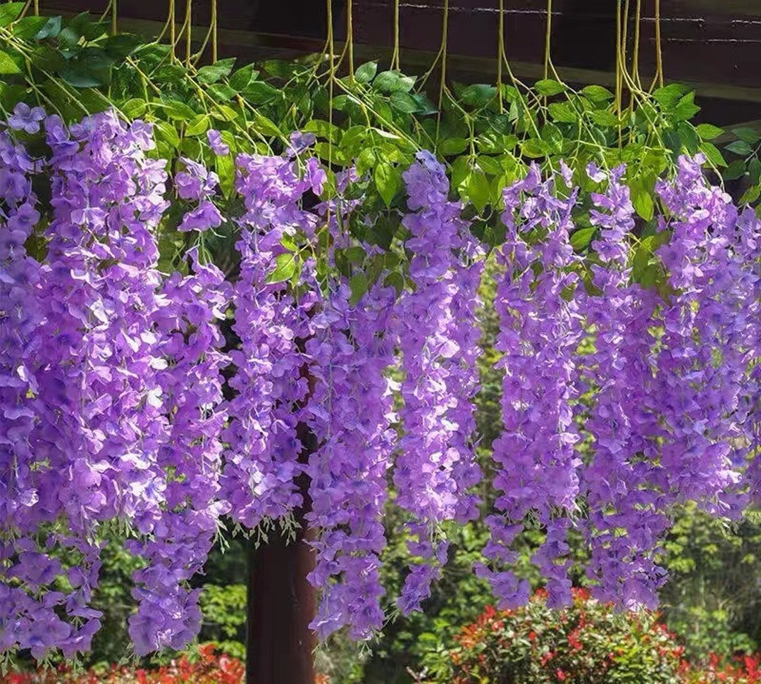 Buy Purple Wisteria Vine Hanging Garland,wisteria Garland,wisteria Vine  Wedding Arch Hanging Flowers,vine Silk Flowers,wedding Arch Decor Online in  India 