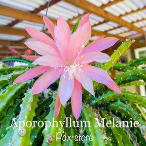 May include: A vibrant pink Aporophyllum Melanie flower with multiple pointed petals and a central cluster of white stamens, blooming from a green, spiky, segmented cactus plant. The text Aporophyllum Melanie Pdx store is overlaid.
