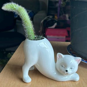 May include: A white ceramic cat-shaped planter with a green cactus. The cat is in a reclining pose with its eyes closed. The cactus is planted in the cat's back. The planter is on a wooden surface.