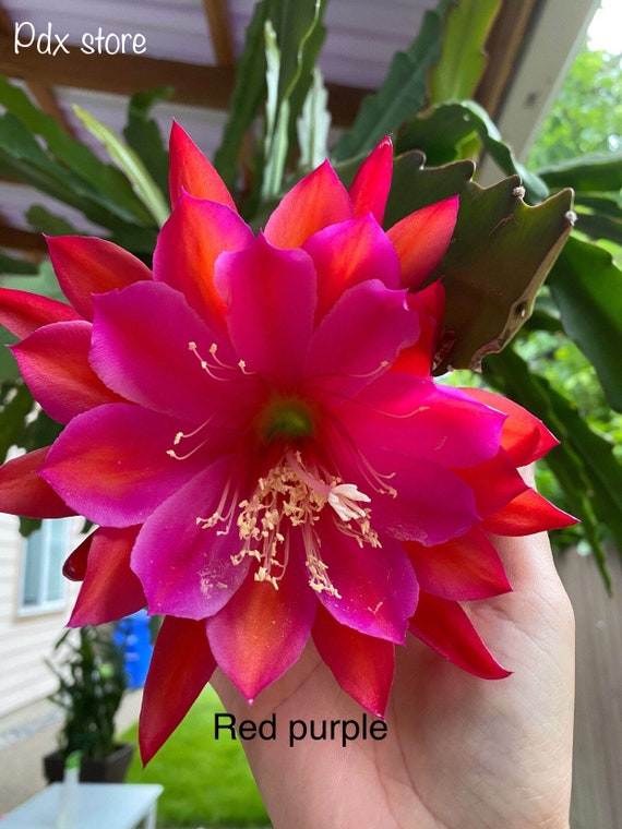 EPIPHYLLUM ORCHID CACTUS RED CUTTING EPIPHYLLUM ORCHID CACTUS RED CUTTING