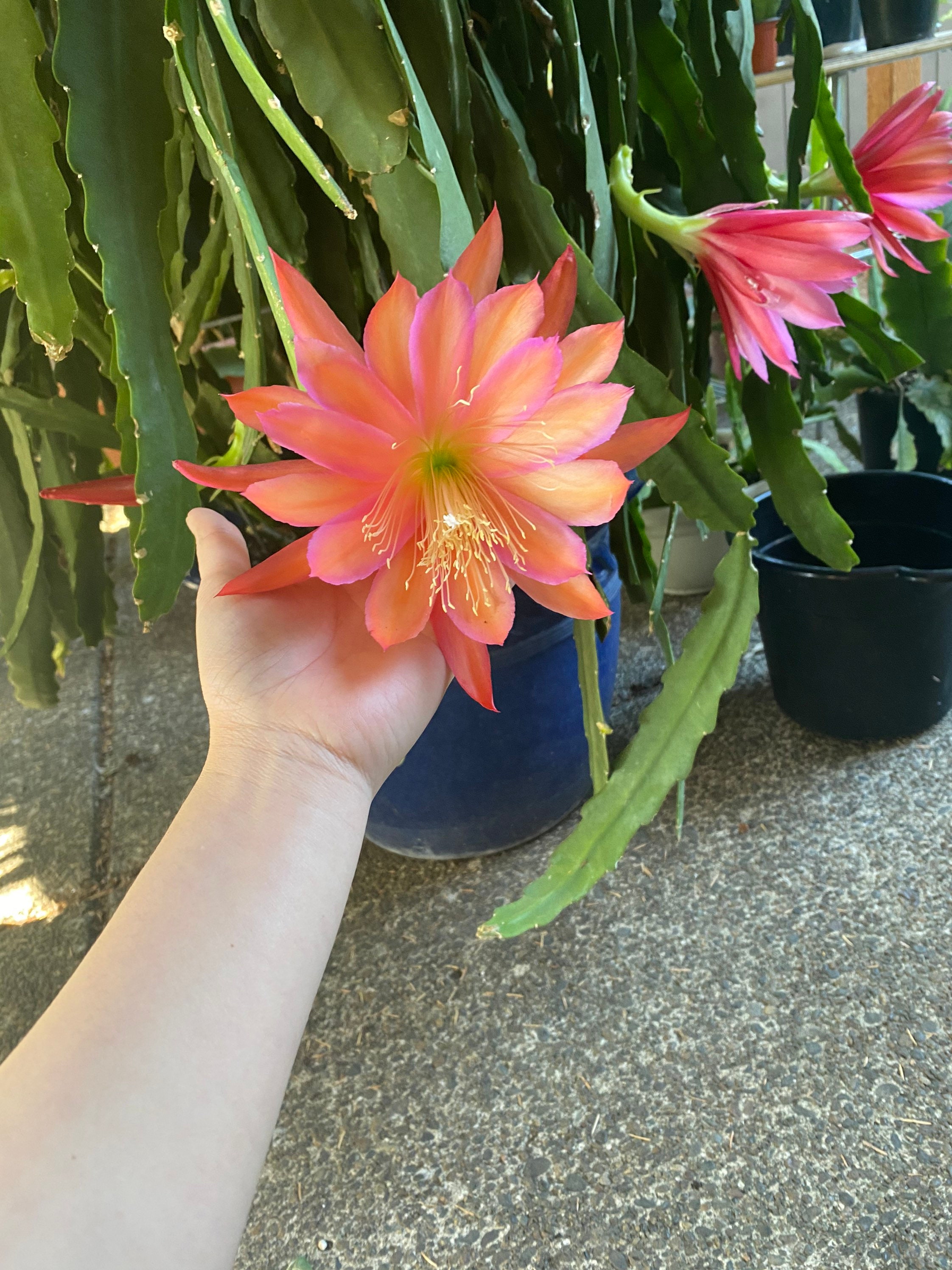 Epiphyllums Orchid Cactus 1 Fresh Cutting With No Root 810 Etsy