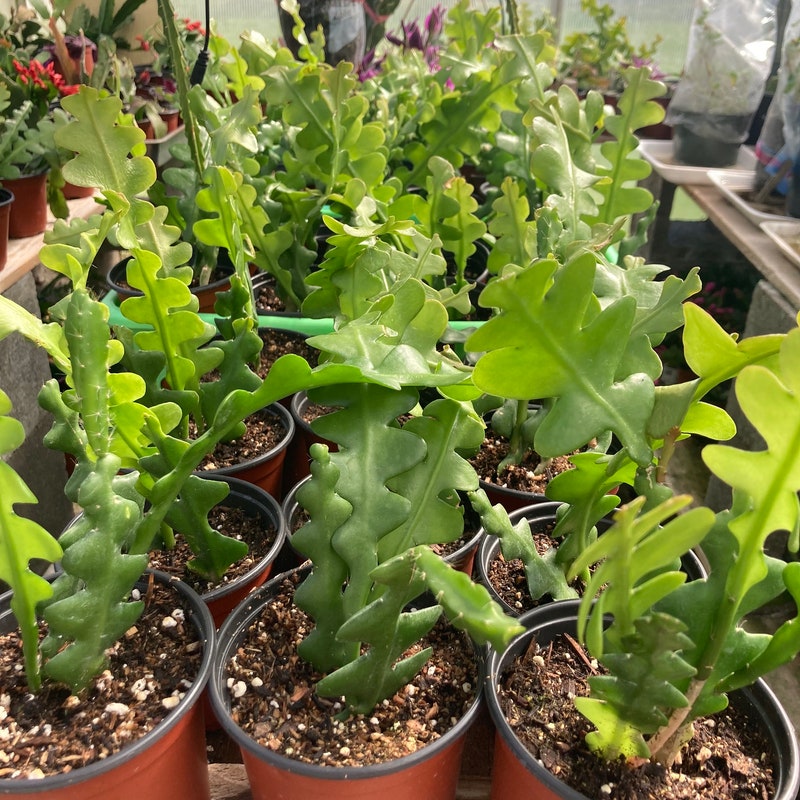 Ric Rac Cactus - Etsy