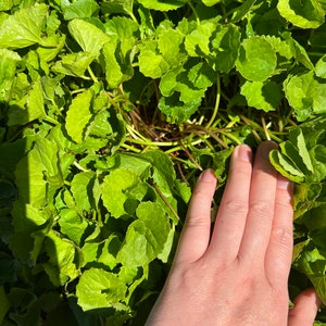 15+ plants live bare root Gotu Kola / Centella asiatica / Asiatic pennywort/ Indian pennywort/ Brahmin/rau má