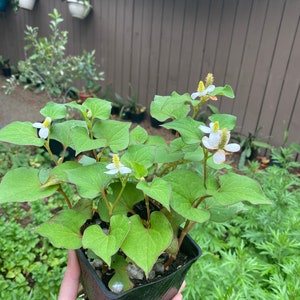 10 Chameleon Plants, Phak Khav Thong, Houttuynia Cordata, Simdalu, Rau Dap Ca. Healthy and Organic Herb