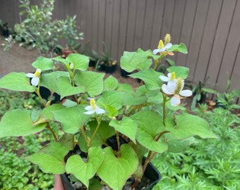 10 Chameleon Plants, Phak Khav Thong, Houttuynia Cordata, Simdalu, Rau Dap Ca. Healthy and Organic Herb