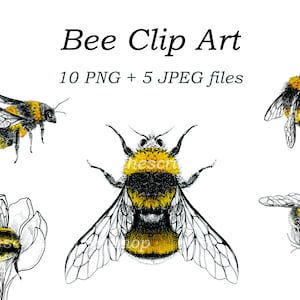 Bee Clip Art Bundle | Vintage Style Bumblee Illustrations | Instant Download