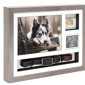 May include: A gray wooden shadow box memorial frame with a photo of a black and white border collie, a dog collar, a dog tag, and a small chalkboard with the text "Dogs are small rays of light caught on Earth for a short time to brighten our days. Bailey 2008-2020"