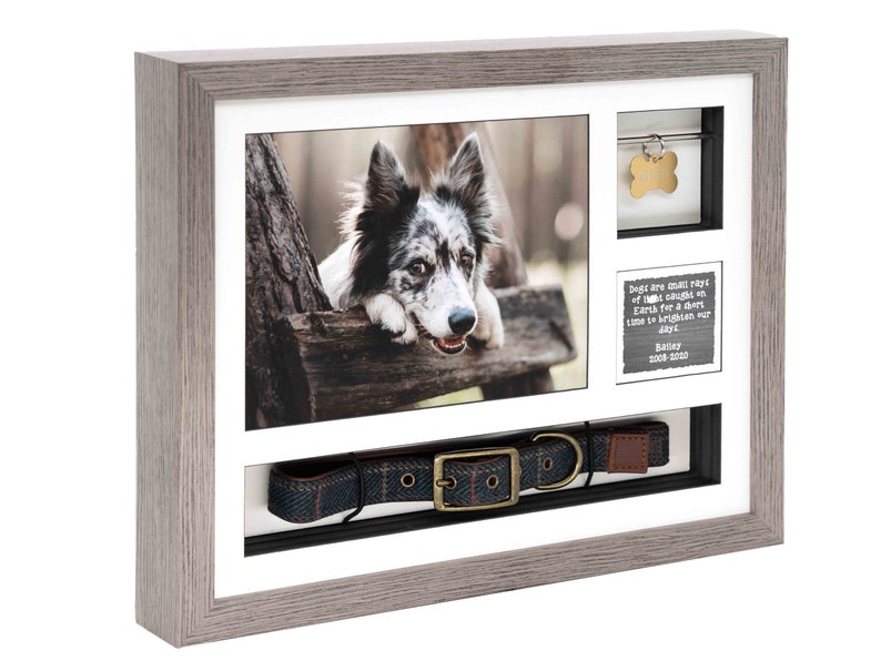 May include: A gray wooden shadow box memorial frame with a photo of a black and white border collie, a dog collar, a dog tag, and a small chalkboard with the text "Dogs are small rays of light caught on Earth for a short time to brighten our days. Bailey 2008-2020"
