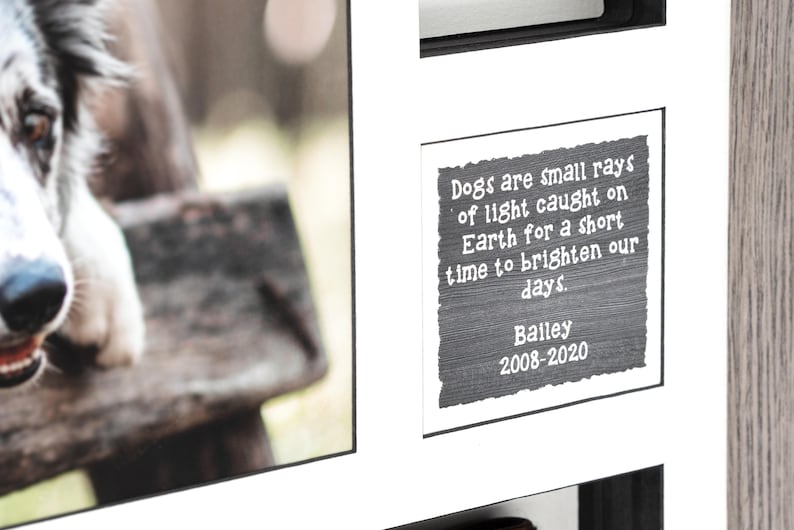 May include: A black and white photo of a dog with a quote about dogs being small rays of light on Earth. The quote is written on a black chalkboard with white text. The text below the quote says "Bailey 2008-2020".