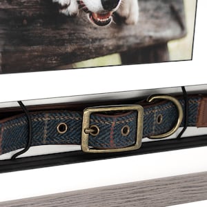 May include: A blue and brown dog collar with a brass buckle and a brown leather patch. The collar is displayed in a shadow box with a photo of a dog and a memorial inscription.