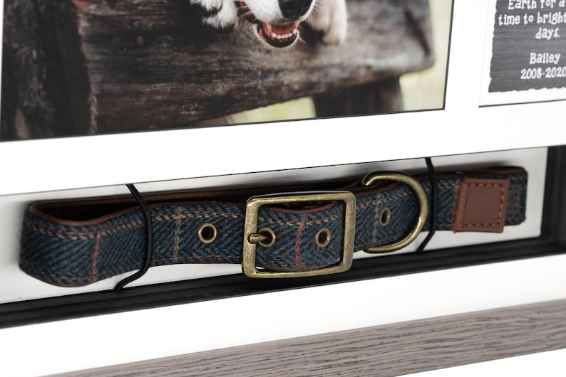 May include: A blue and brown dog collar with a brass buckle and a brown leather patch. The collar is displayed in a shadow box with a photo of a dog and a memorial inscription.