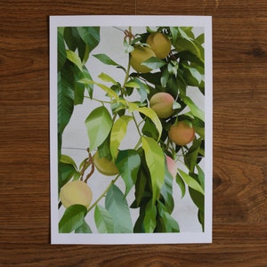 Pfirsiche |A4 A3 Kunstdruck National Trust Kingston Lacy Dorset Gemälde Wandkunst Sommer Obst Recycling Karte Umweltfreundlich