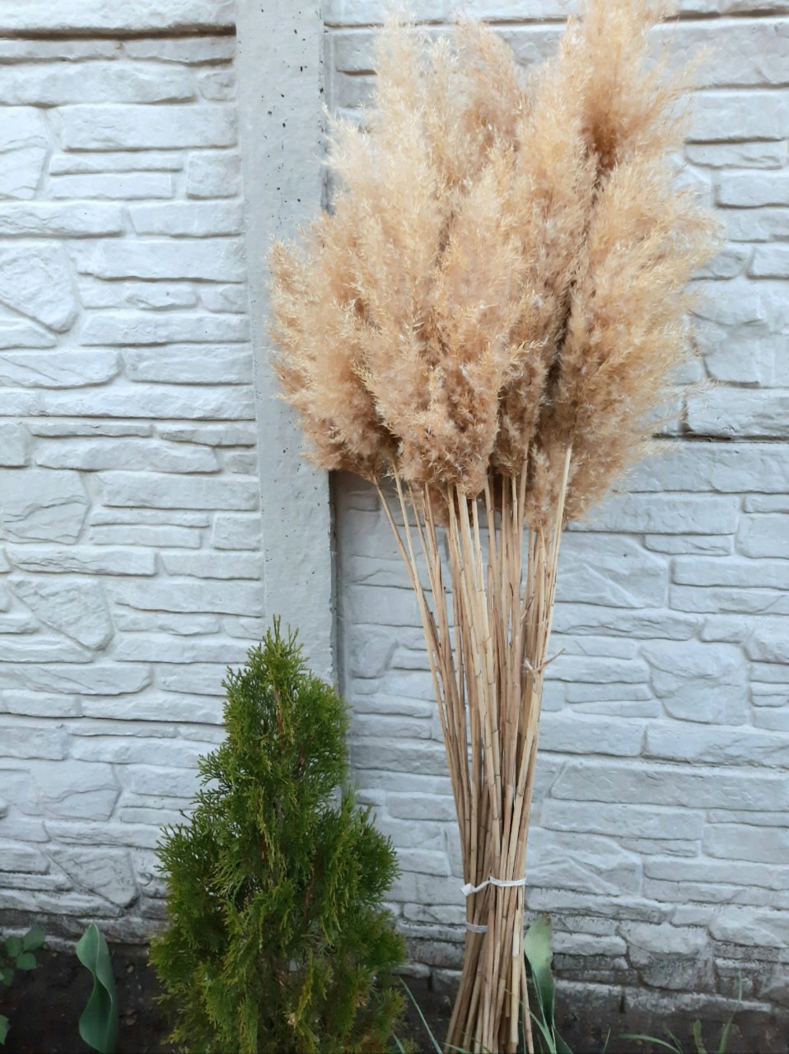 Pampas Grass Dried Pampas Grass Tall Pampas Grass Bouquet Etsy UK