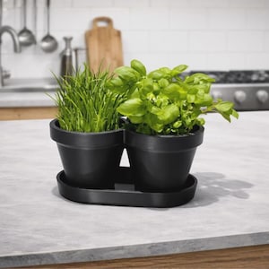 Peut inclure: Un ensemble de deux pots de fleurs noir mat reliés par un plateau de base commun. Un pot contient de la ciboulette verte vive, tandis que l'autre contient un plant de basilic luxuriant aux feuilles larges et arrondies. Les pots sont circulaires.