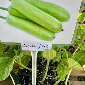 Bottle Gourd, Opo, Indian Gourd, Cucuzzi Squash Starter Live Plants  (4 Seedlings) #6