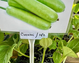 Bottle Gourd, Opo, Indian Gourd, Cucuzzi Squash Starter Live Plants  (4 Seedlings) #6