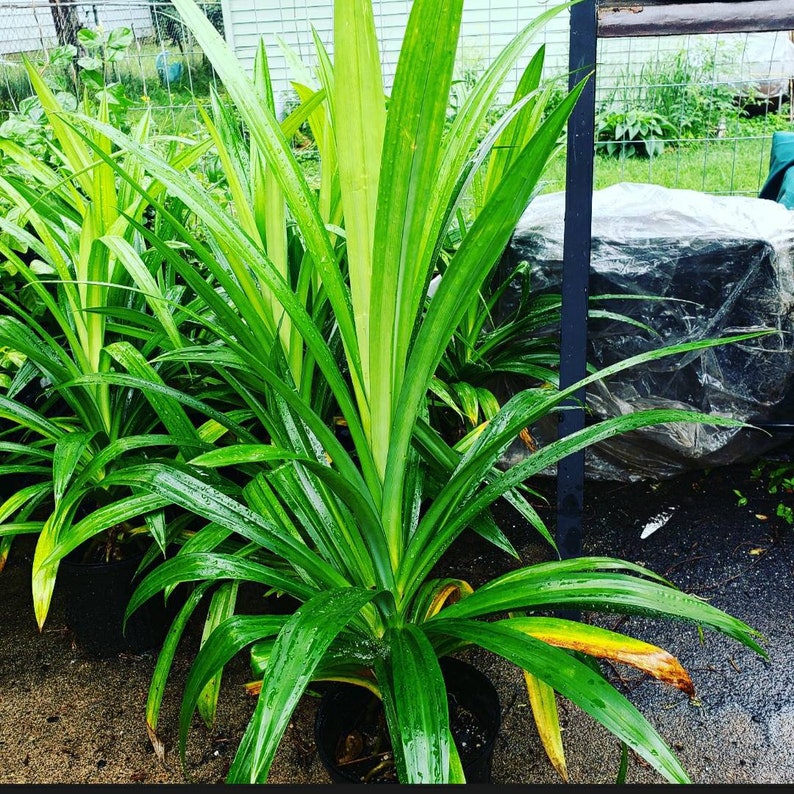 Pandan Pandanus Amaryllifolius Bai Tuy Live Plants Etsy