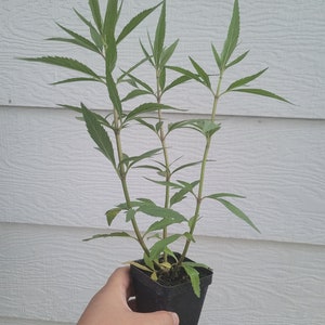 Eupatorium Fortunei - Pei Lan - Ntiv (2.5" Pot)