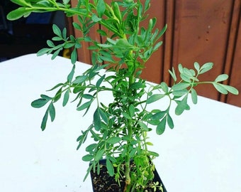 Rue Ruda Live Plant (1- 2.5” Pot)